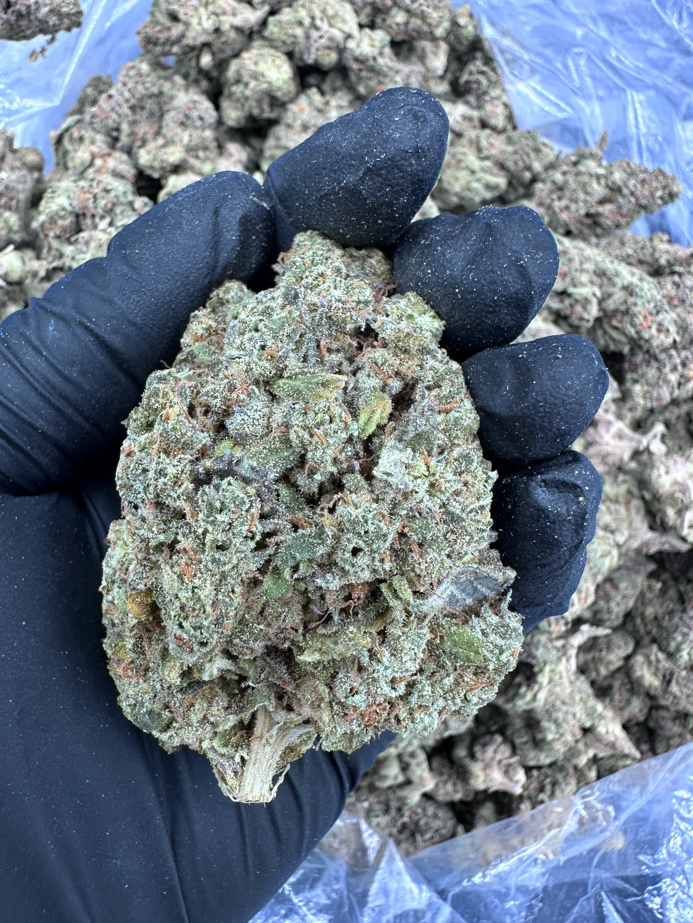 Apple Fritter Strain Apple Fritter Strain