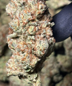 Cereal Milk Cali