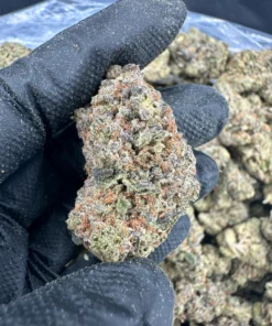 Gelato Strain