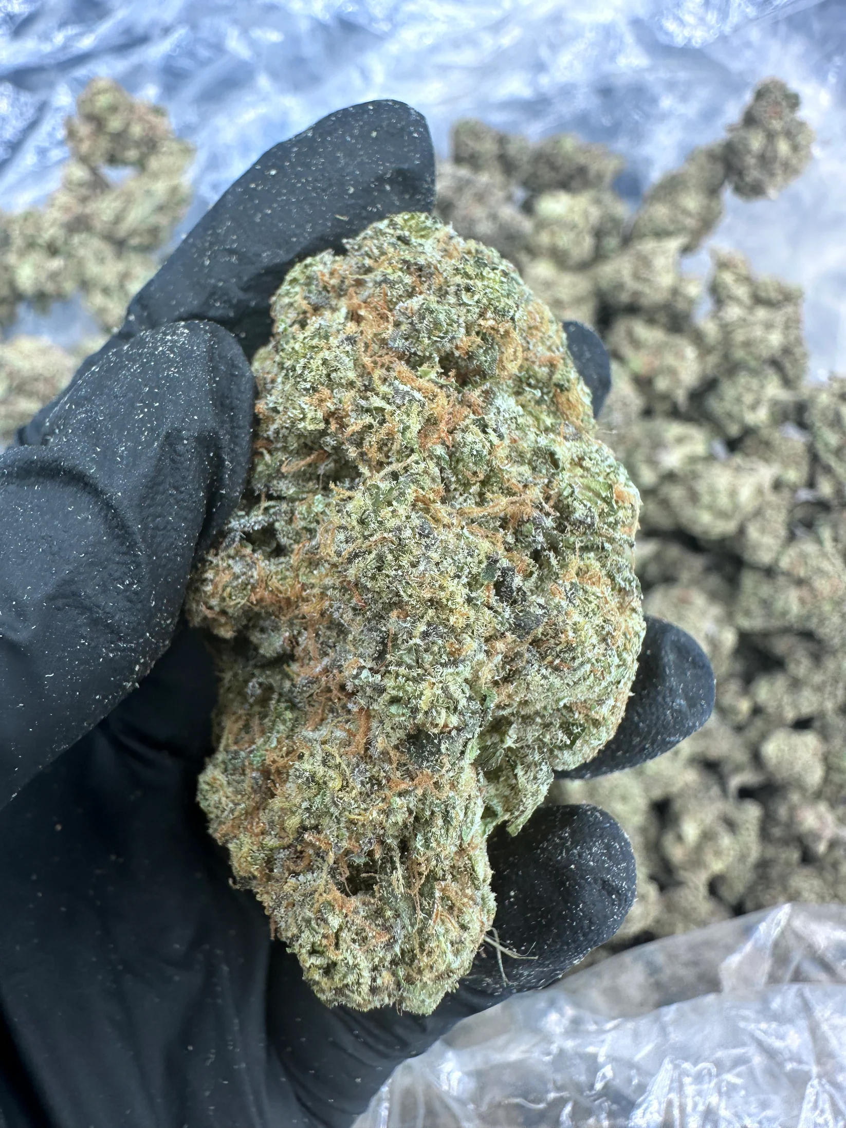 biscotti strain biscotti strain
