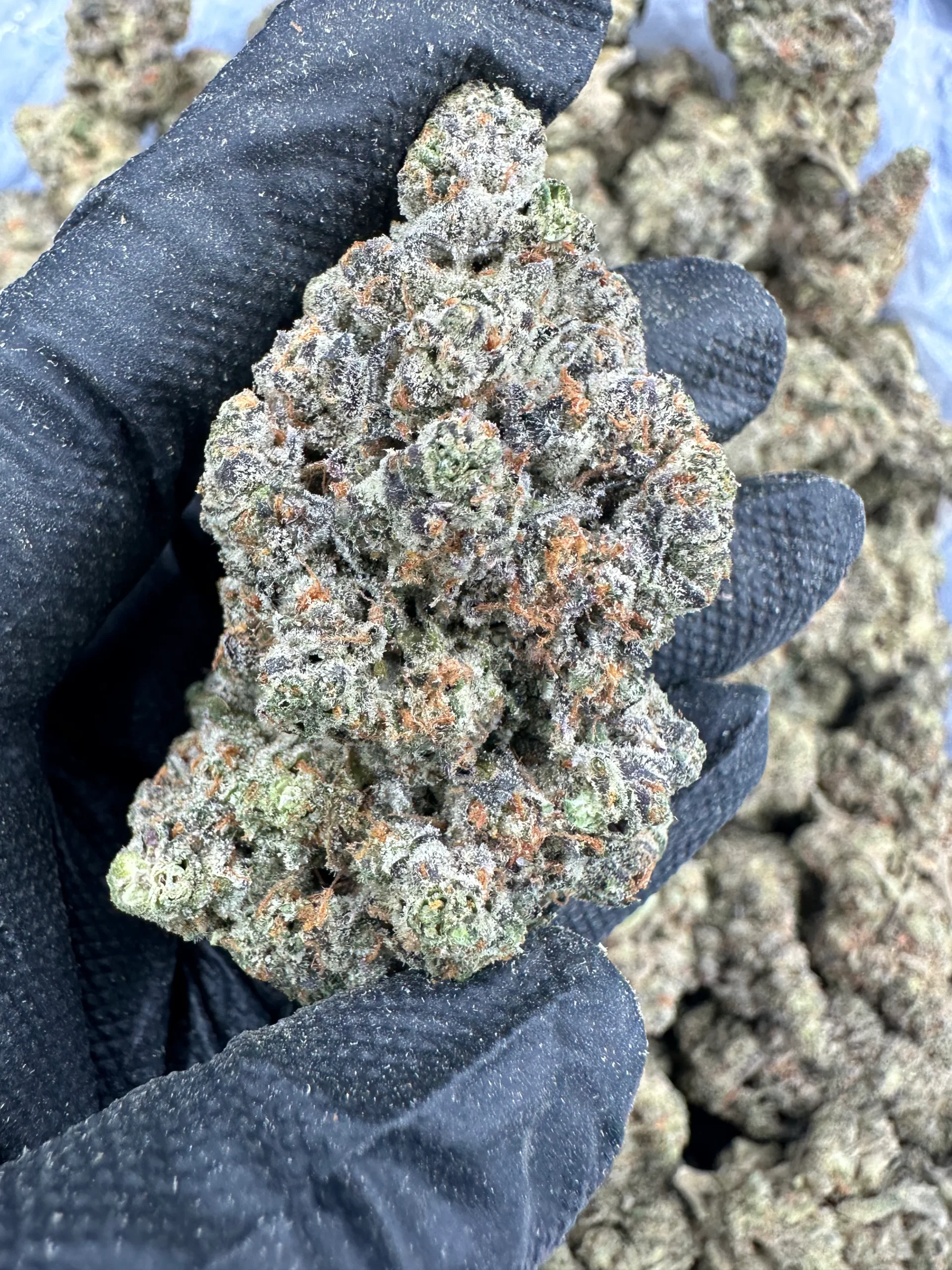 georgia pie strain georgia pie strain