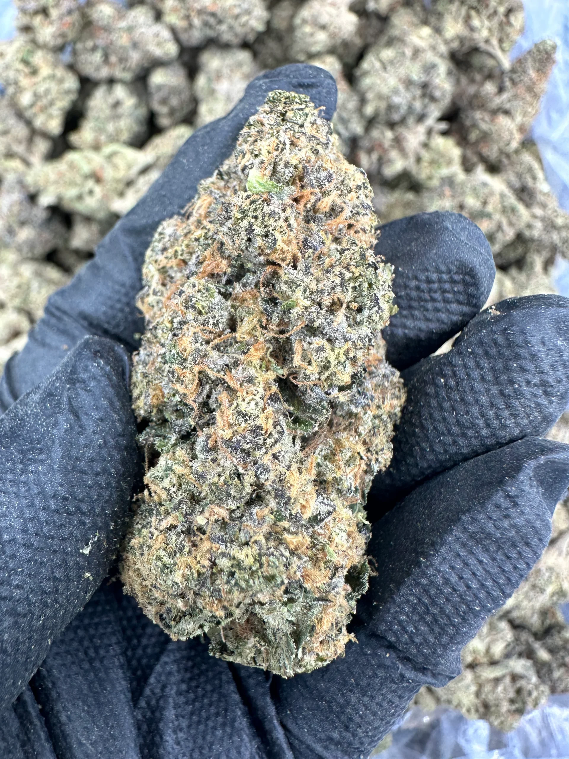 lemon cherry gelato cali lemon cherry gelato cali