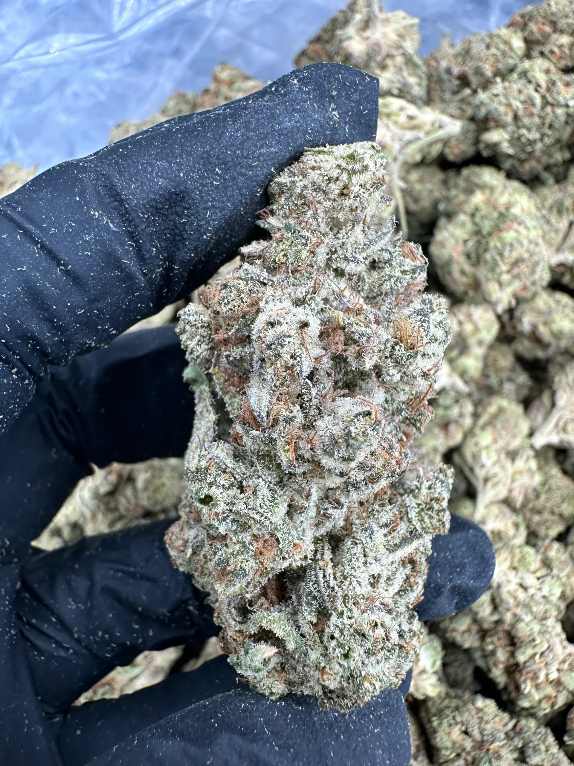 oreoz strain oreoz strain